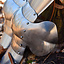 Avant upper leg armor - Celtic Webmerchant