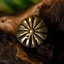 Middeleeuws riembeslag met rozet (set van 5 stuks), messing - Celtic Webmerchant