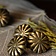 Middeleeuws riembeslag met rozet (set van 5 stuks), messing - Celtic Webmerchant