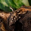 Wisiorek Cernunnos, bóg lasu - Celtic Webmerchant