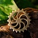 Roman fibula solhjul - Celtic Webmerchant