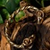Pulsera vikinga con cabezas de carnero - Celtic Webmerchant