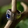 Middelalder tin ring, blå - Celtic Webmerchant