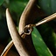 Viking torc Harald Bluetooth - Celtic Webmerchant