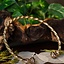 Celtic torc Bibracte - Celtic Webmerchant
