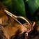 Germansk armborstbrosch - Celtic Webmerchant