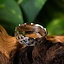 Norman Ring, Silver - Celtic Webmerchant