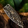 Anglo-Saxon belt end Trewhiddle - Celtic Webmerchant