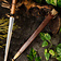 Deepeeka German Quillon Dagger with Sheath, 16th c. - Celtic Webmerchant