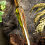 Hoplite butt cap - Celtic Webmerchant