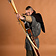 Marksman prua 70 