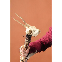 Czaszka jelenia z porożnikami i szczękami - Celtic Webmerchant