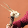 Skull di cervo con corna e mascelle - Celtic Webmerchant