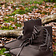 Ulfberth Haithabu schoenen 9de-11de eeuw - Celtic Webmerchant
