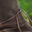 Vikinge støvler Oseberg, brune - Celtic Webmerchant