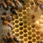 Bougies chauffe-plat en cire d'abeille, lot de 10 - Celtic Webmerchant