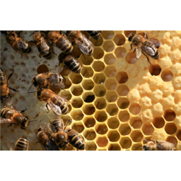 Getauchte Bienenwachskerze 24 cm, 7er-Set - Celtic Webmerchant