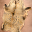 Wild boar hide - Celtic Webmerchant