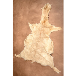 Fallow deer skin L - Celtic Webmerchant