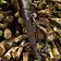 Epic Armoury Carquois Atilla, noir - Celtic Webmerchant