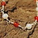 Roman necklace with red stones - Celtic Webmerchant