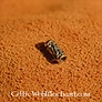 Celtic beardbead with spirals bronze