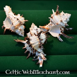 Dogwhelk - Celtic Webmerchant