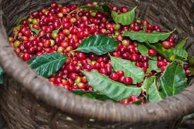 Kaffeearten: Unterschiede zwischen Arabica, Robusta, Decafé und Fairtrade