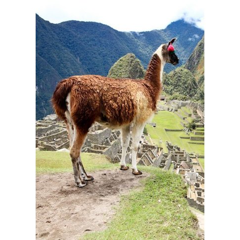 Ritter LIMA STAR | 100% Alpaka Haar | creme-camel | ...verschiedene Größen!