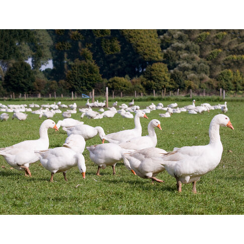 Traumina  Bettwaren Traumina | Plume Bio Down | Warm WK 4, in various warmth classes and sizes!