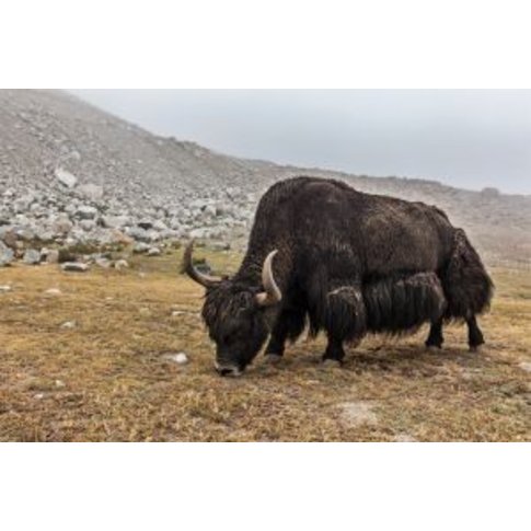 Ritter Wohndecke YAK | 100% Yak-Wolle Himalaya | Zierstich etwas heller abgesetzt