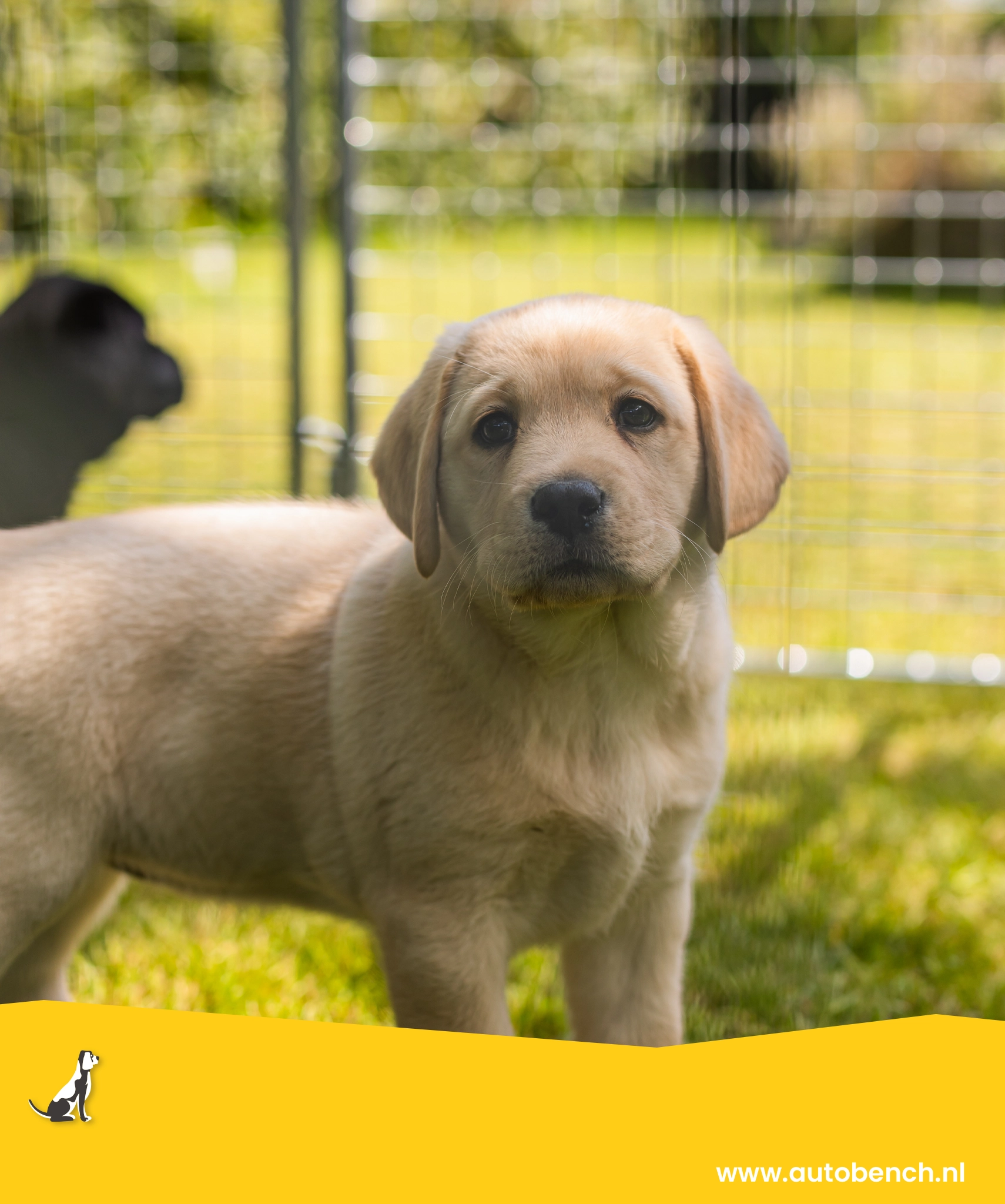 Waar moet je op letten bij het aanschaffen van een puppy?