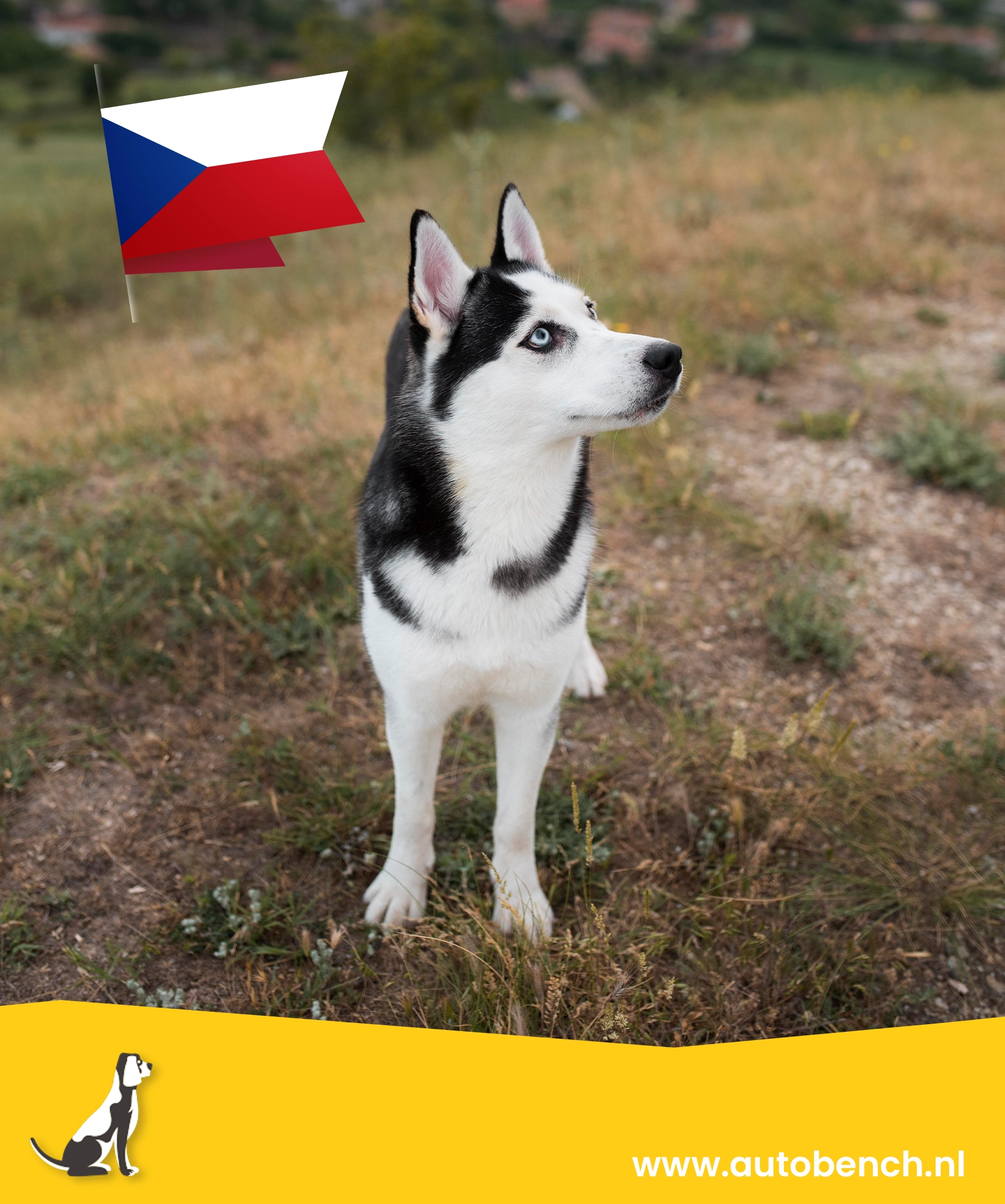 Reizen met jouw hond naar Tsjechië Alles wat je moet weten! Autobench.nl