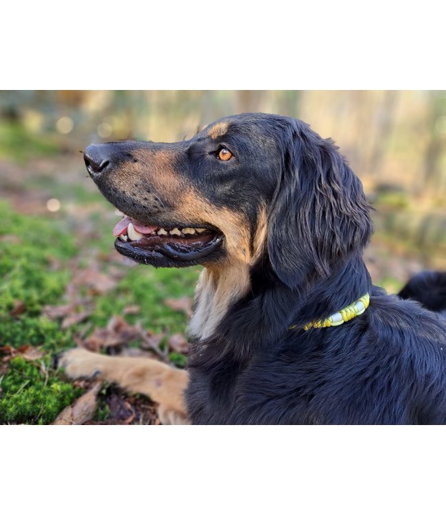 DIY anti-tick collar Lemon Yellow/Pastell Yellow