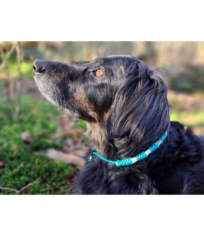 DIY anti-tick collar Signature Blue/Pastel Eggshell