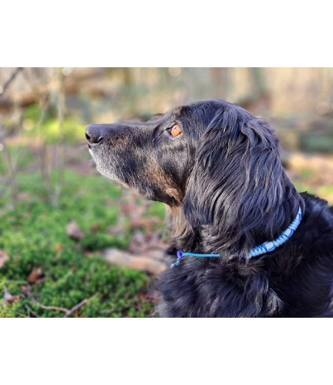 DIY anti-tick collar Capri Blaue/Pastel Sky Blue