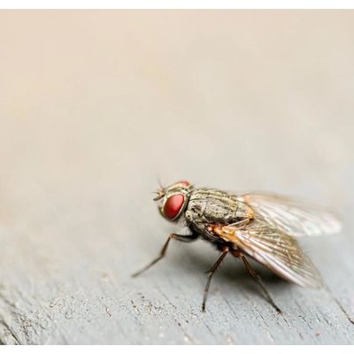 Vliegen bestrijden met hulp van de milieuvriendelijke Insect heroes