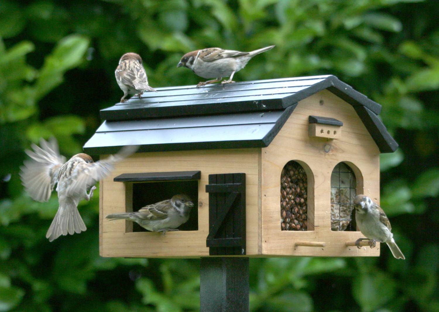 - Gezelligheid in de tuin met vogeltjes