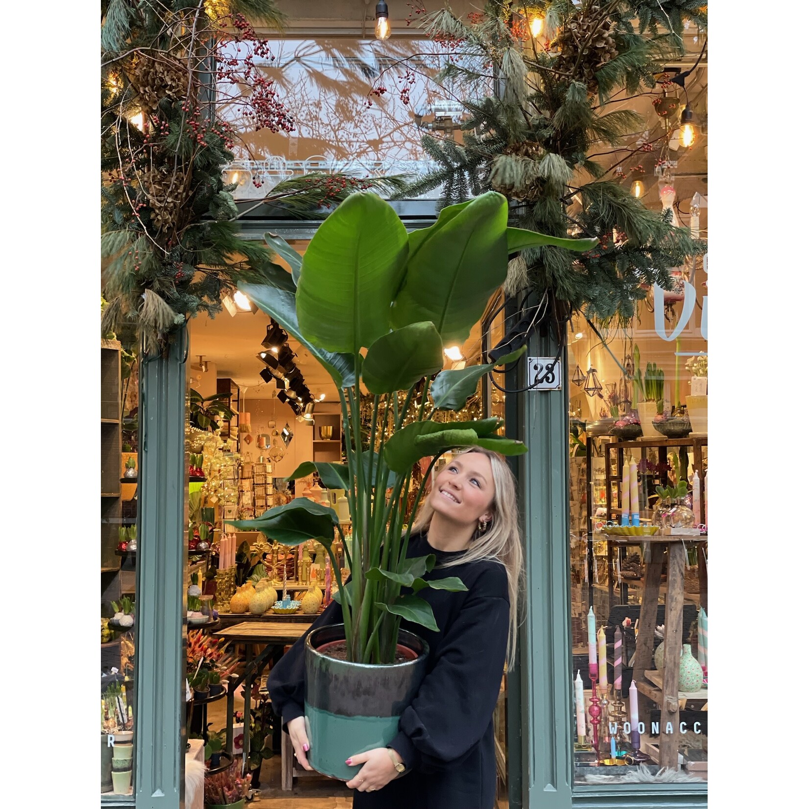 Strelitzia Nicolai - large