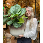 Calathea - Orbifolia