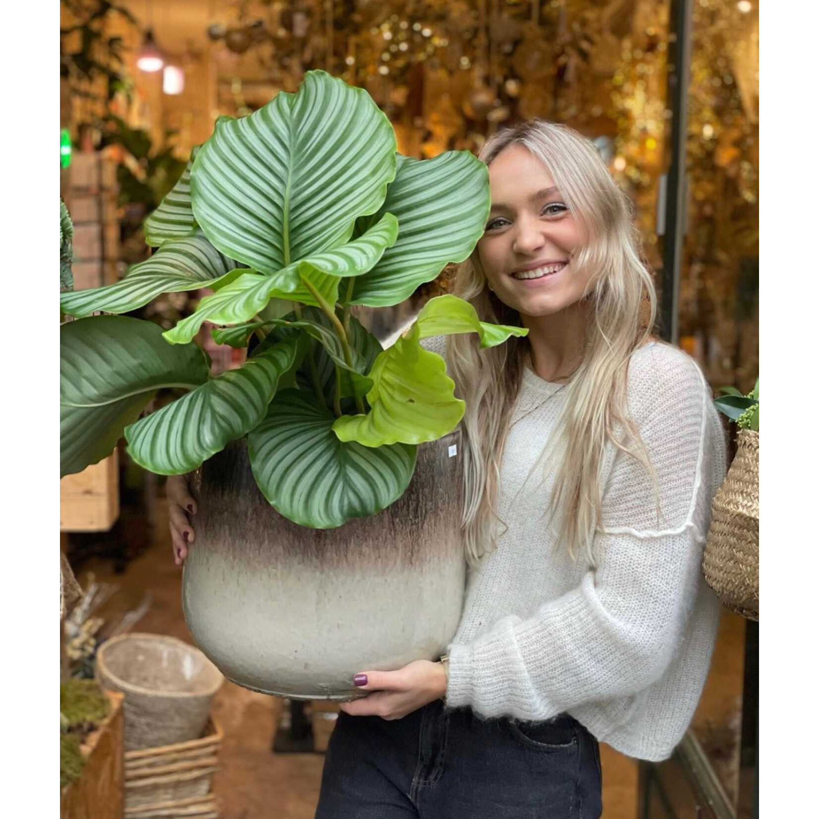 Calathea - Orbifolia