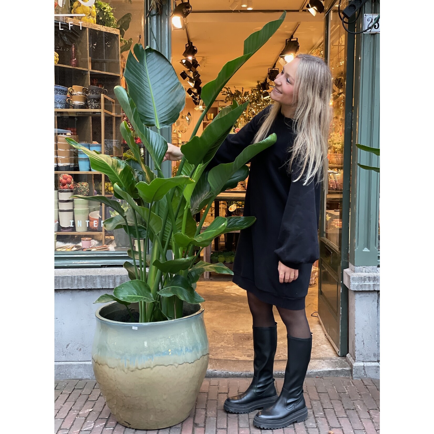 Strelitzia Nicolai - extra large