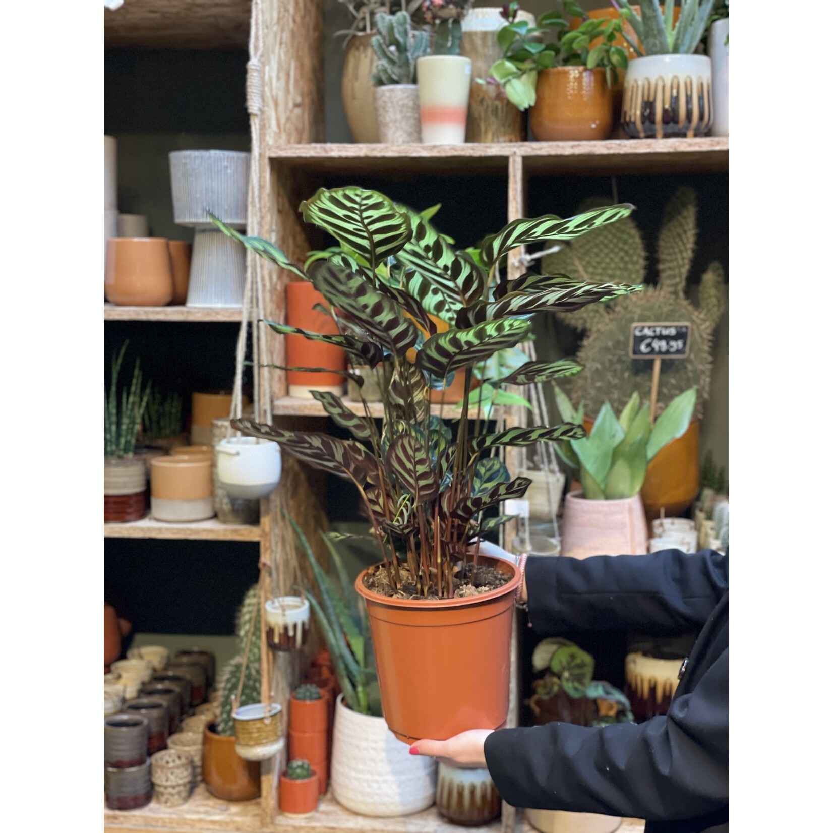 Calathea - Makoyana - M