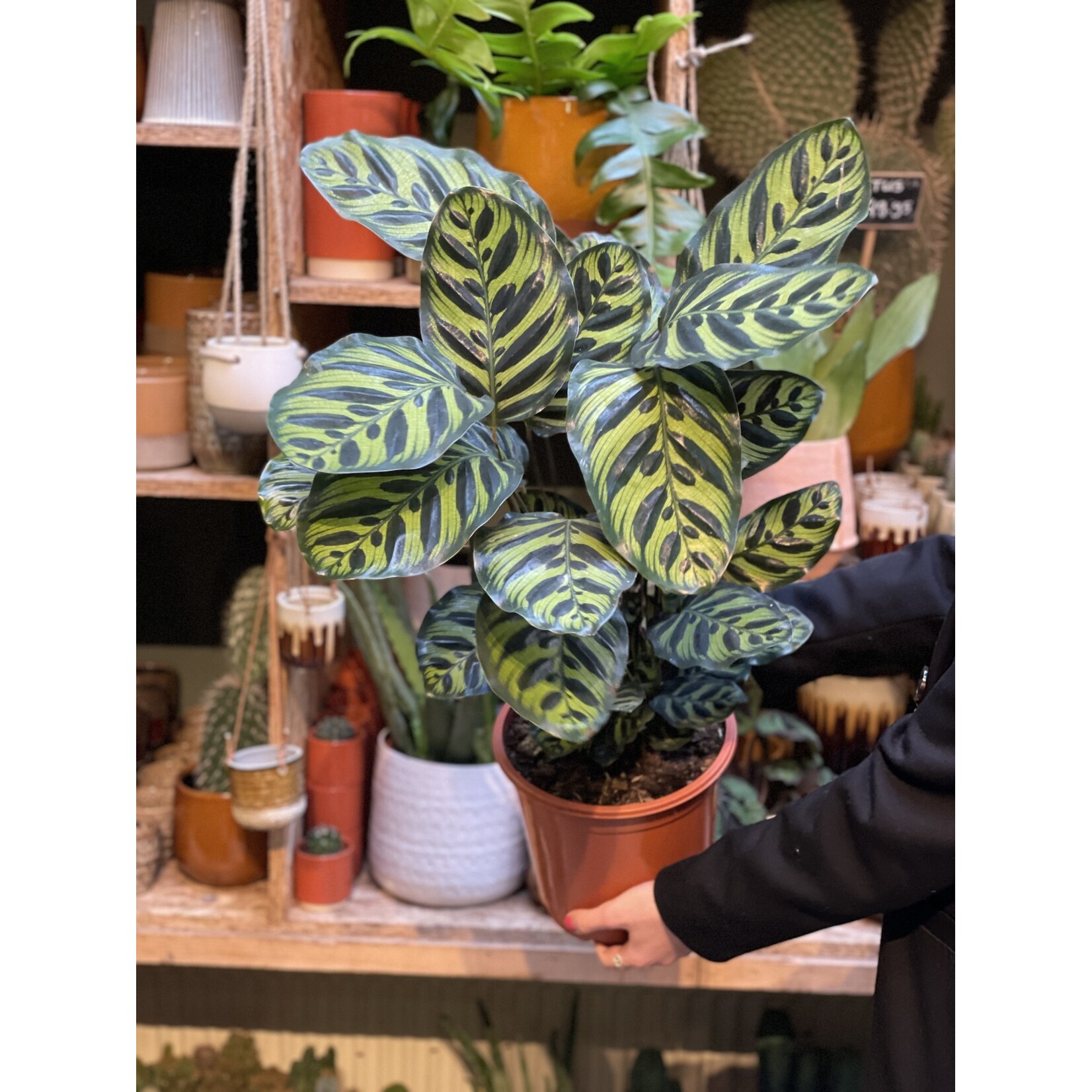 Calathea - Makoyana - M