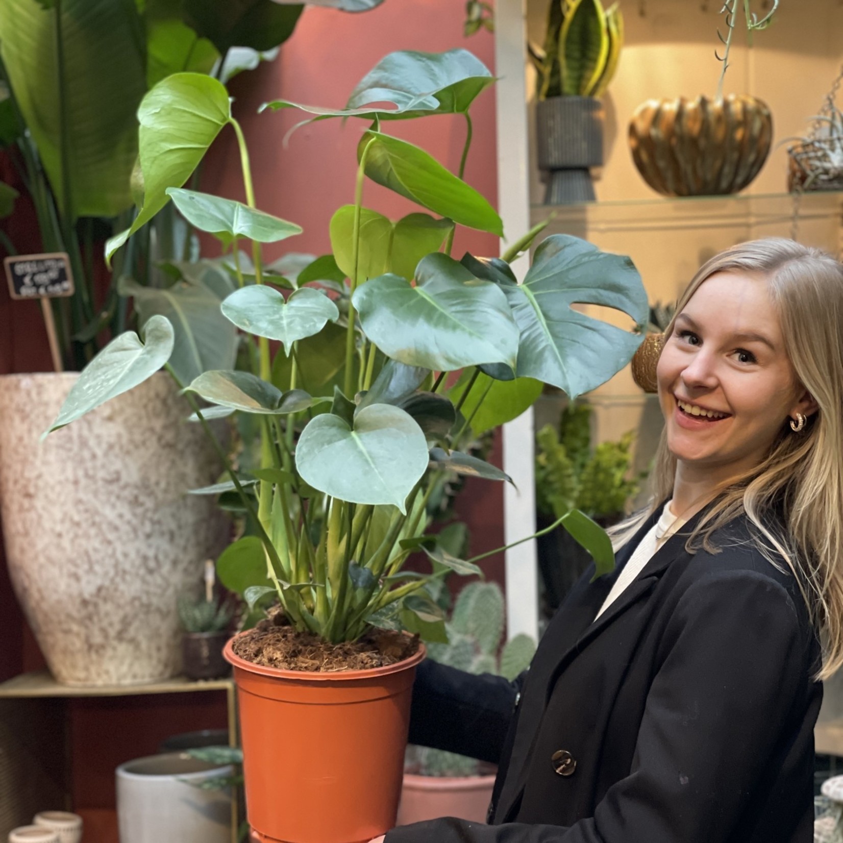 Monstera Deliciosa (Gatenplant)