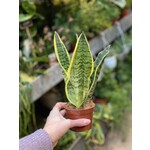 Sansevieria