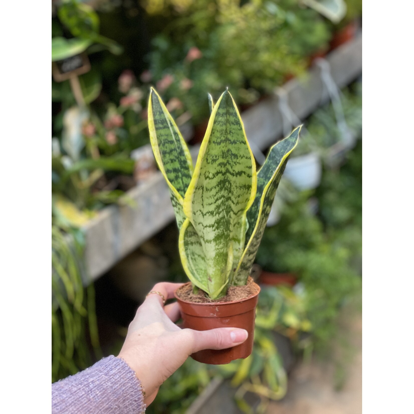 Sansevieria