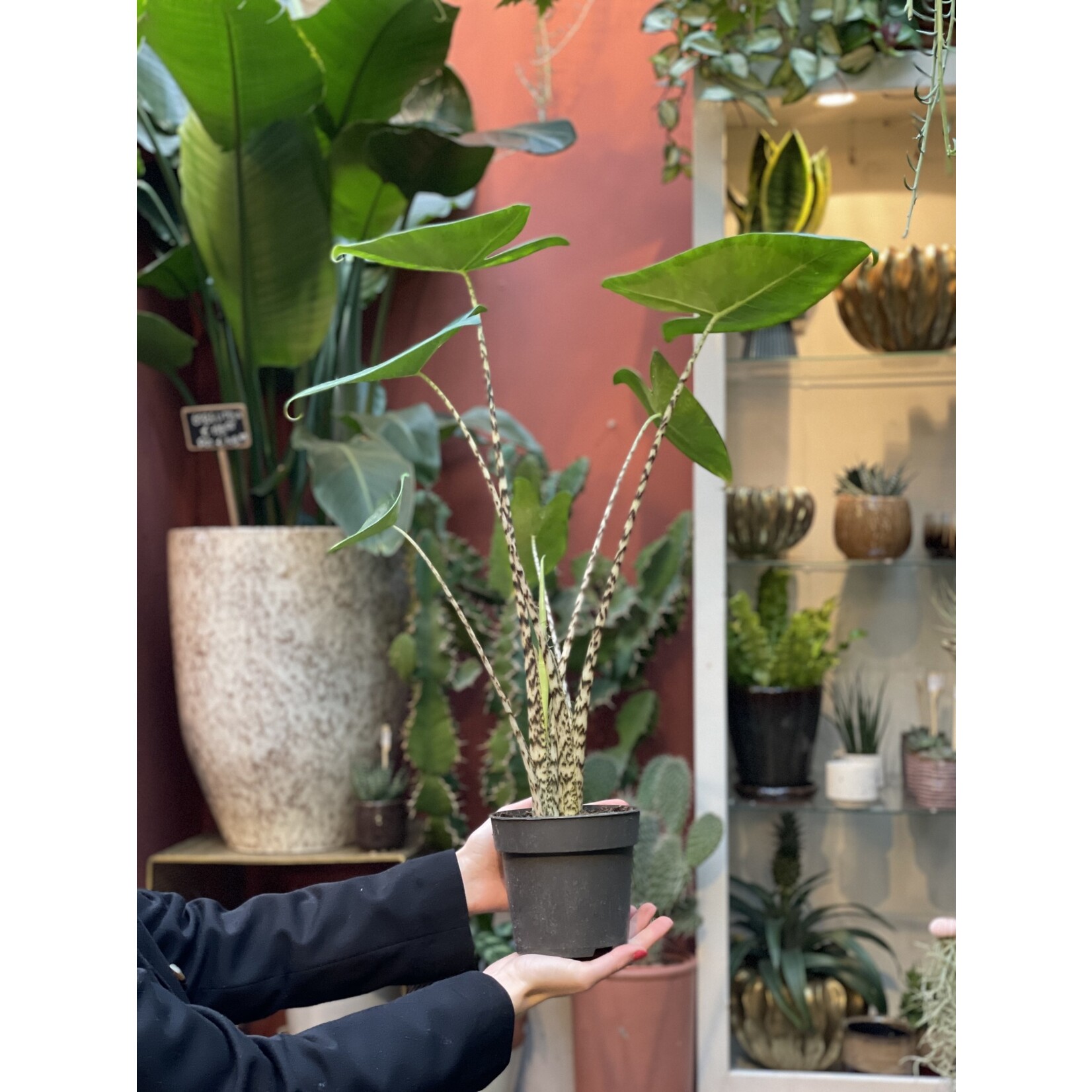 Alocasia Zebrina (Zebra plant)