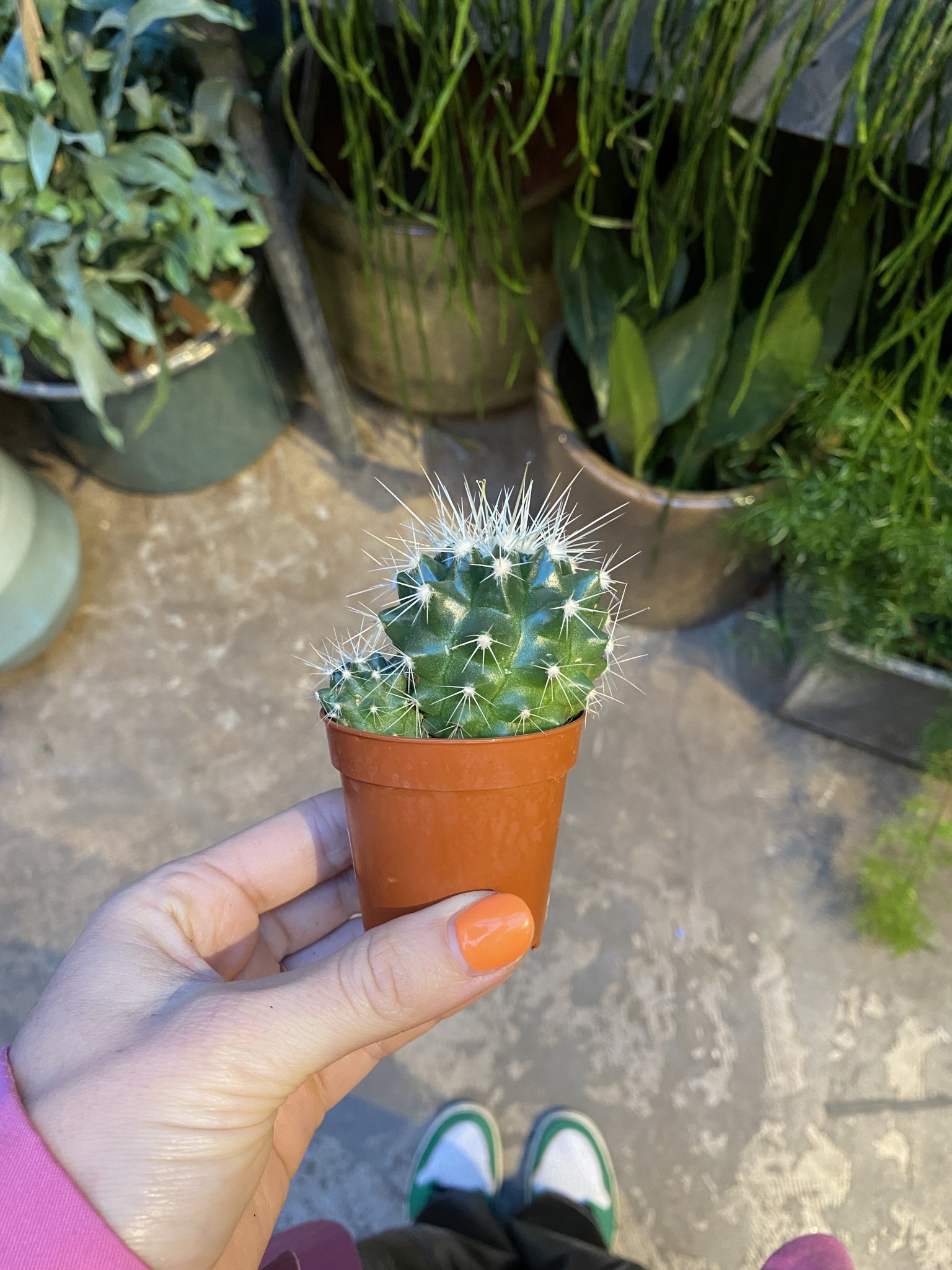 Mini plantje - Cactus - Delft
