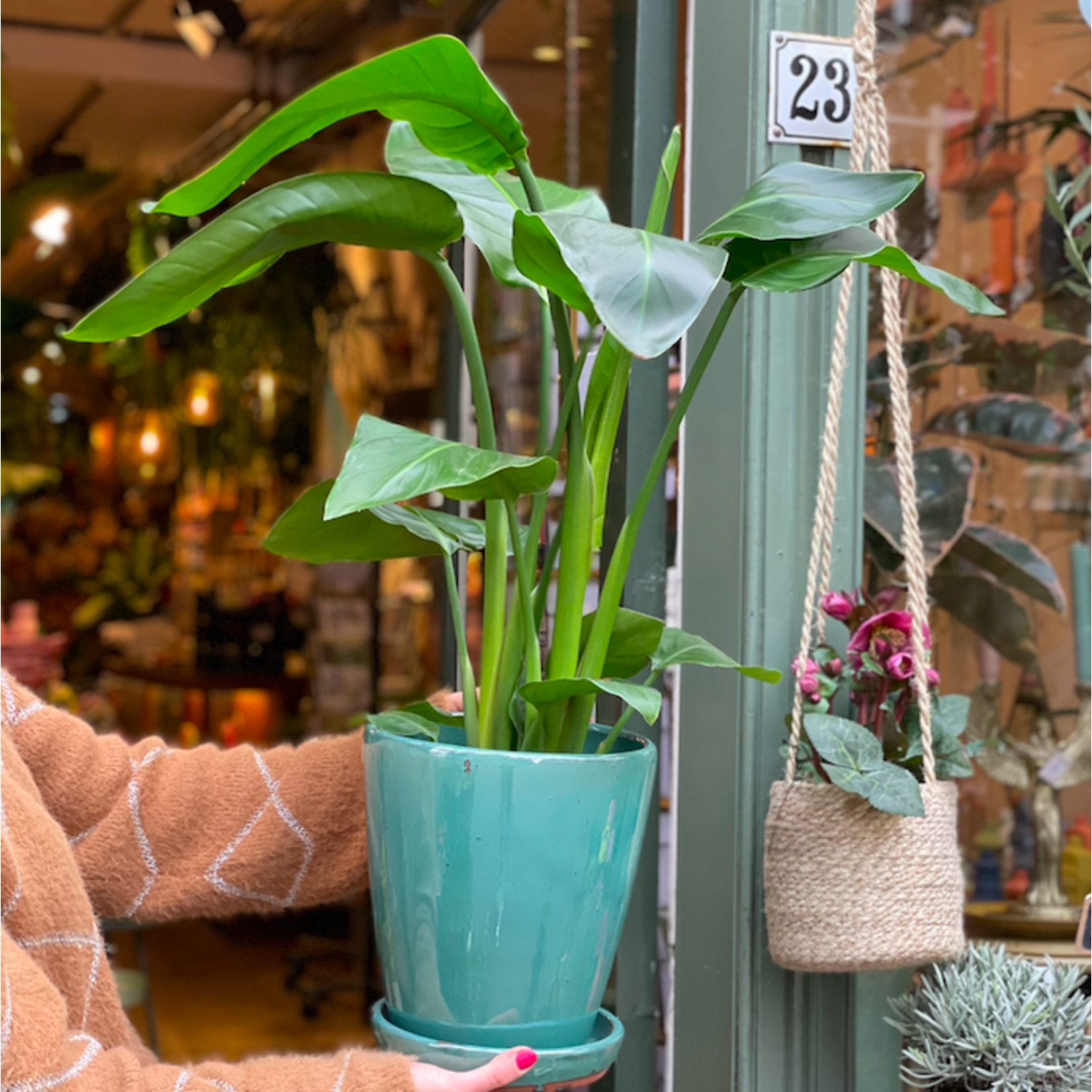 Strelitzia Nicolai  - small